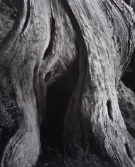 Cypress, Point Lobos, 1930.