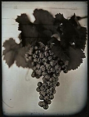 Chuck Close, Red Wine Grapes 1, 2007, 30 x 23 in.