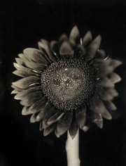 Chuck Close, Sunflower, 2007, 27.5 x 33 in.