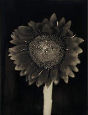  Chuck Close, 	Sunflower, 2007