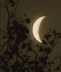  Crescent Moon, Ivy.&nbsp; 2002