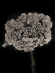  Chuck Close, 	Hydrangea, 2007