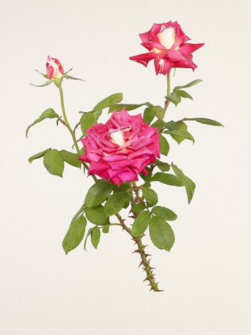 Kenji Toma, Rose (Cherry Parfait), 2018