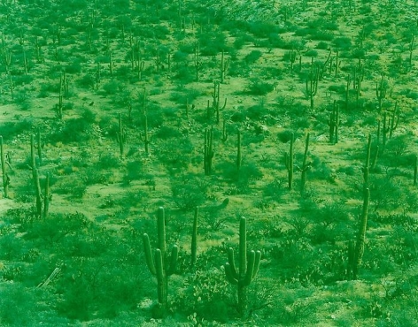  Saguaro Feild, Tucson, Arizona, 2013, 	29 x 39 inch c-print