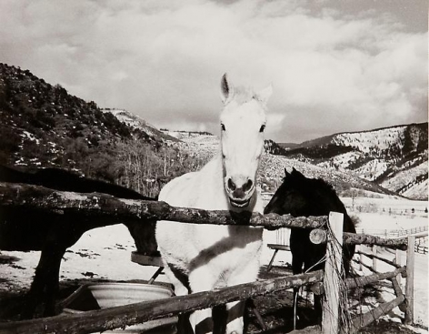 Horses, Aspen.