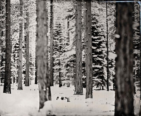 Snow Trees, 2011, 30 x 40 inch archival pigment print