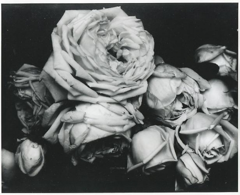 Edward Steichen. Heavy Roses, France. 1914.